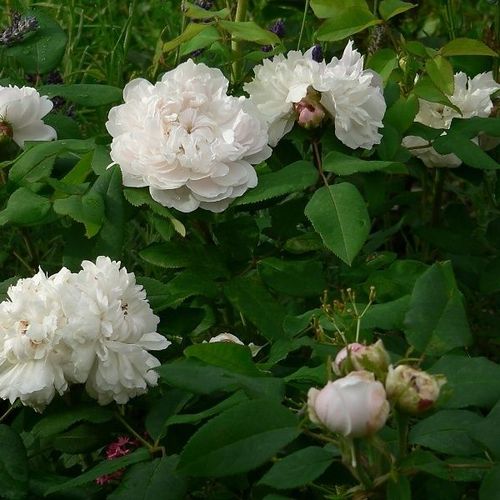 Shop, online rose ibridi perenni - bianco - Rosa White Jacques Cartier - rosa intensamente profumata - Knud Pedersen - ,-